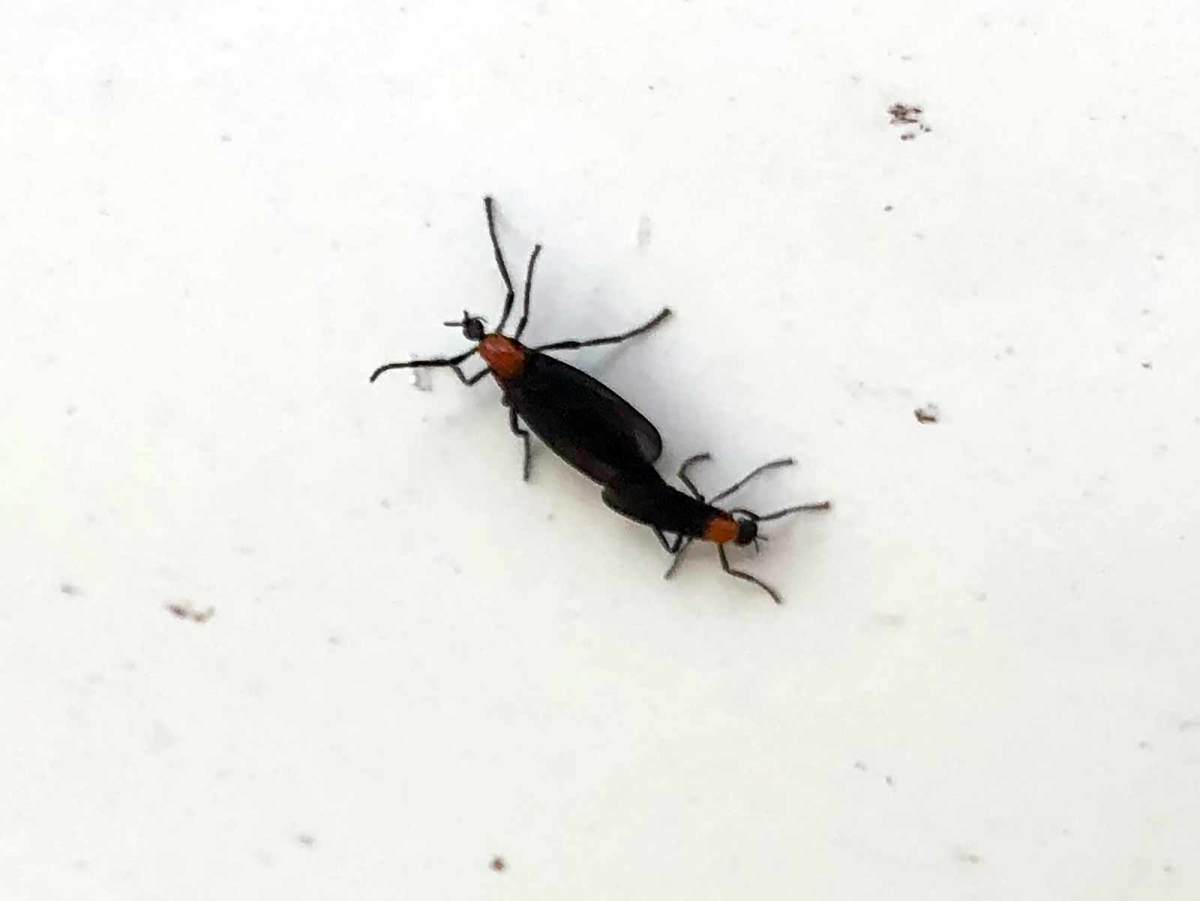 troy-lovebugs.jpg
